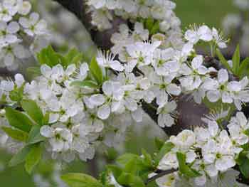 comment perdre du poids et fleur de poirier